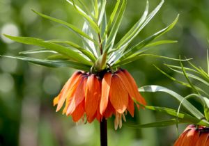 Biyokaçakçılıkla etkin mücadele